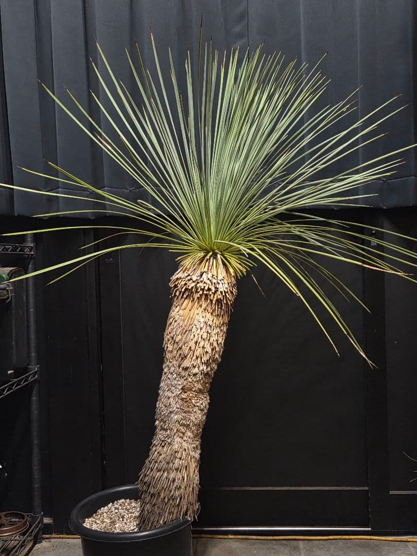 専用出品 セットリピ割 ユッカ リネアリフォリア (せ)