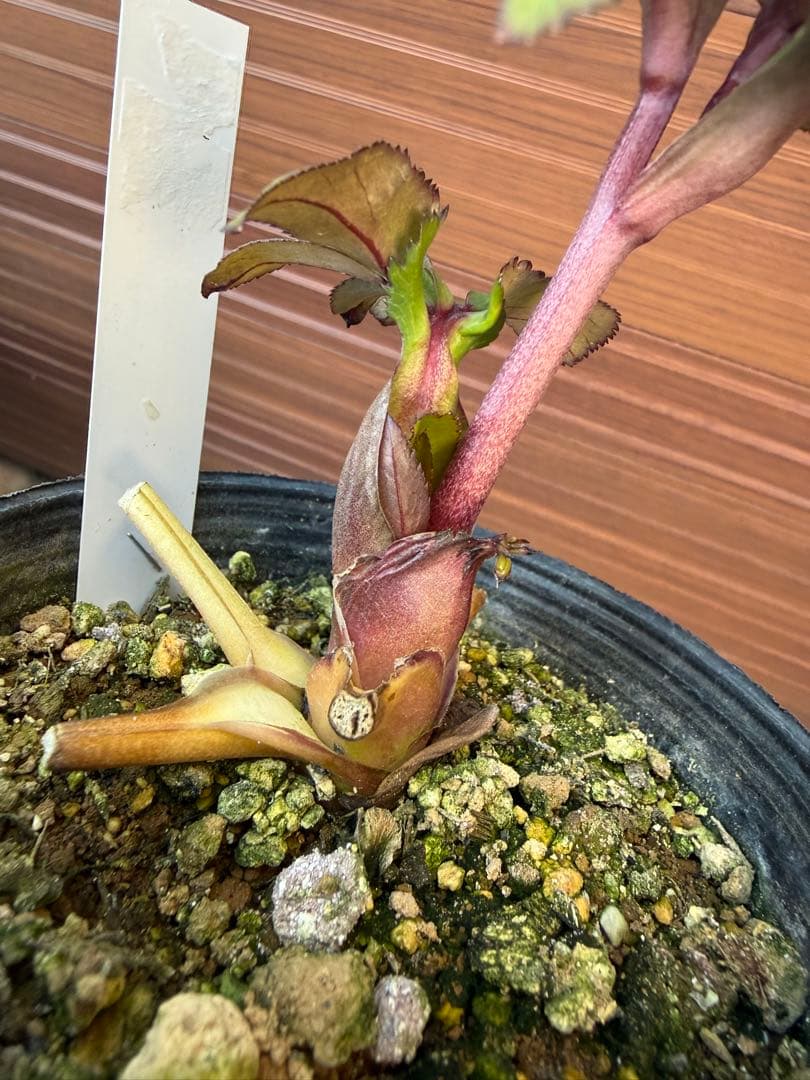 【未株分】大木ナーセリー クリスマスローズ プルプラ系オーレア交配