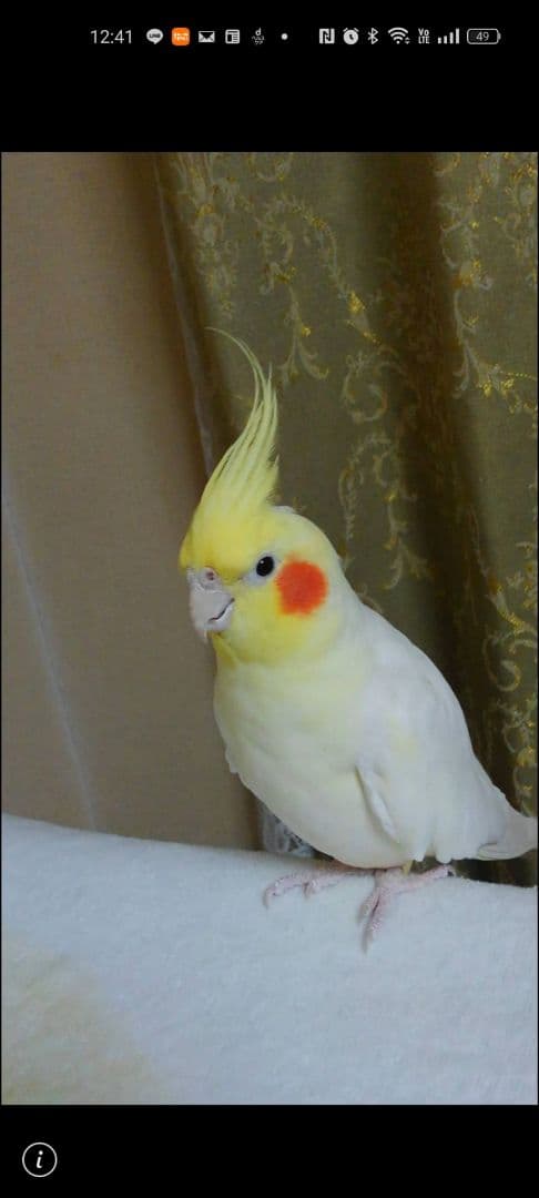 オカメインコ❤