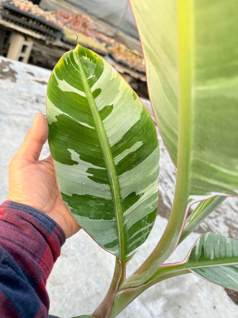 バナナ斑入り　アエアエ　美株　高さ80cm