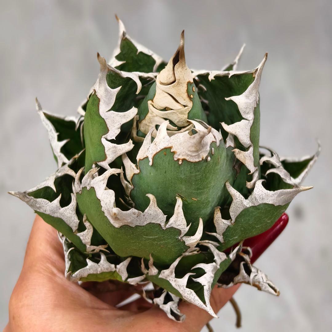 t*w様 L1344多肉植物 ガベ チタノタ 強棘 大白鲨 ホオジロザメ/検 暴