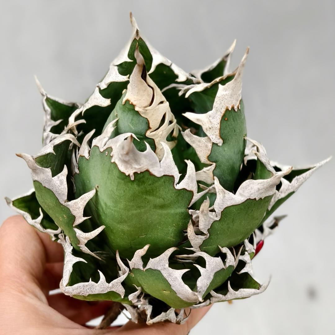 t*w様 L1344多肉植物 ガベ チタノタ 強棘 大白鲨 ホオジロザメ/検 暴