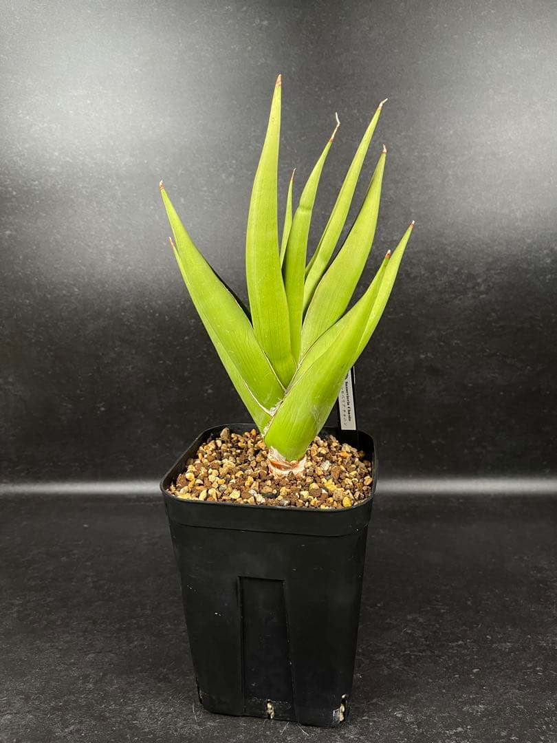 EMP サンセベリア チャニン / 親株 SA65