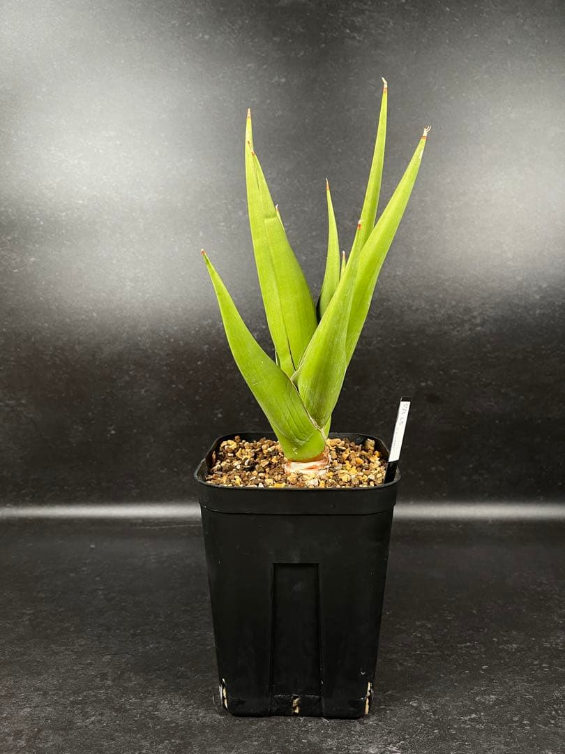 EMP サンセベリア チャニン / 親株 SA65