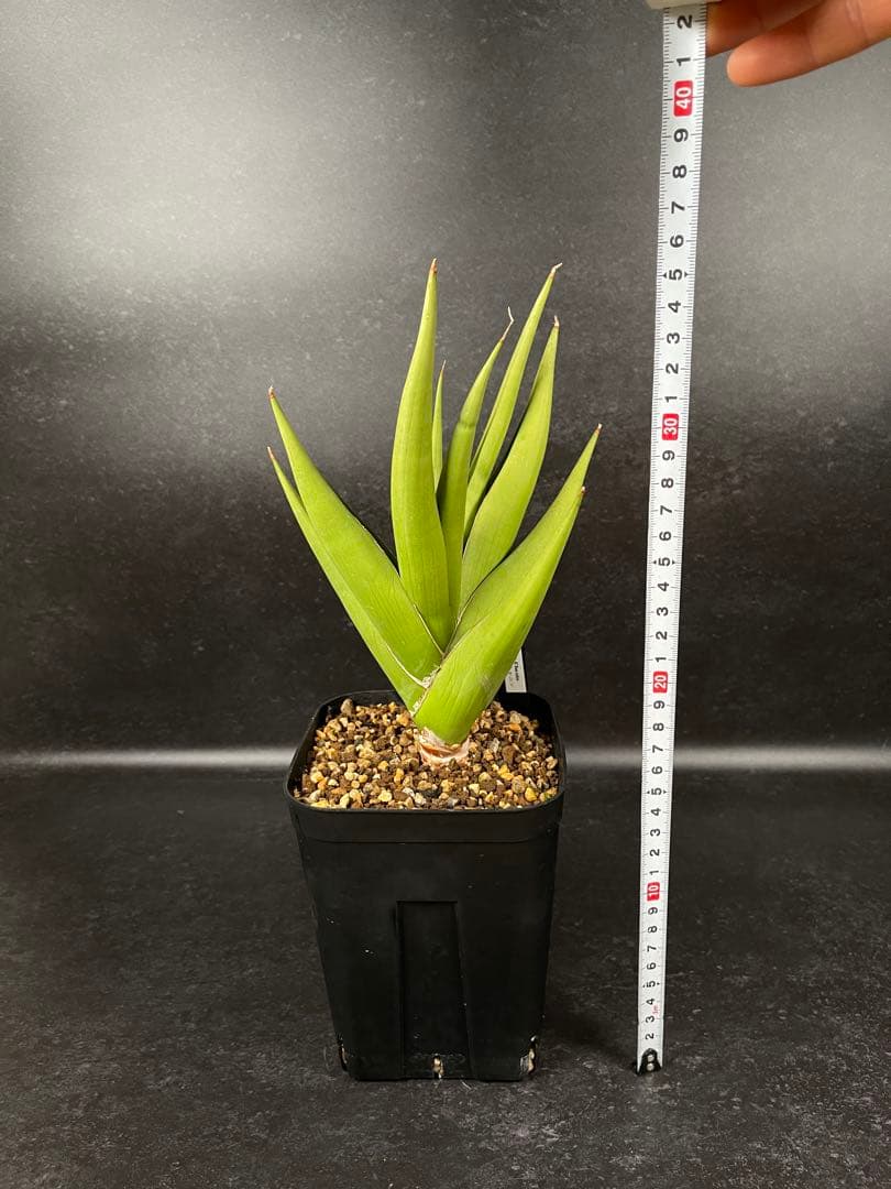 EMP サンセベリア チャニン / 親株 SA65