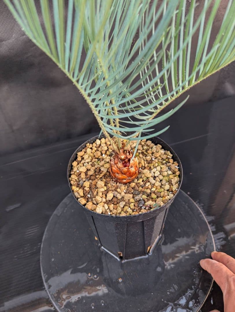 決算創業祭 お買い得 サイカスカイルンシアナ 3