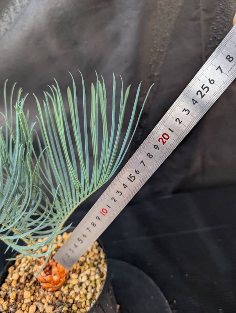 決算創業祭 お買い得 サイカスカイルンシアナ 3