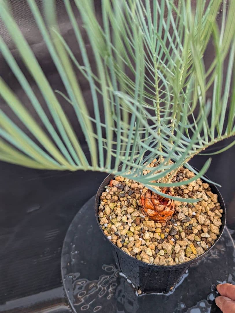 決算創業祭 お買い得 サイカスカイルンシアナ 3