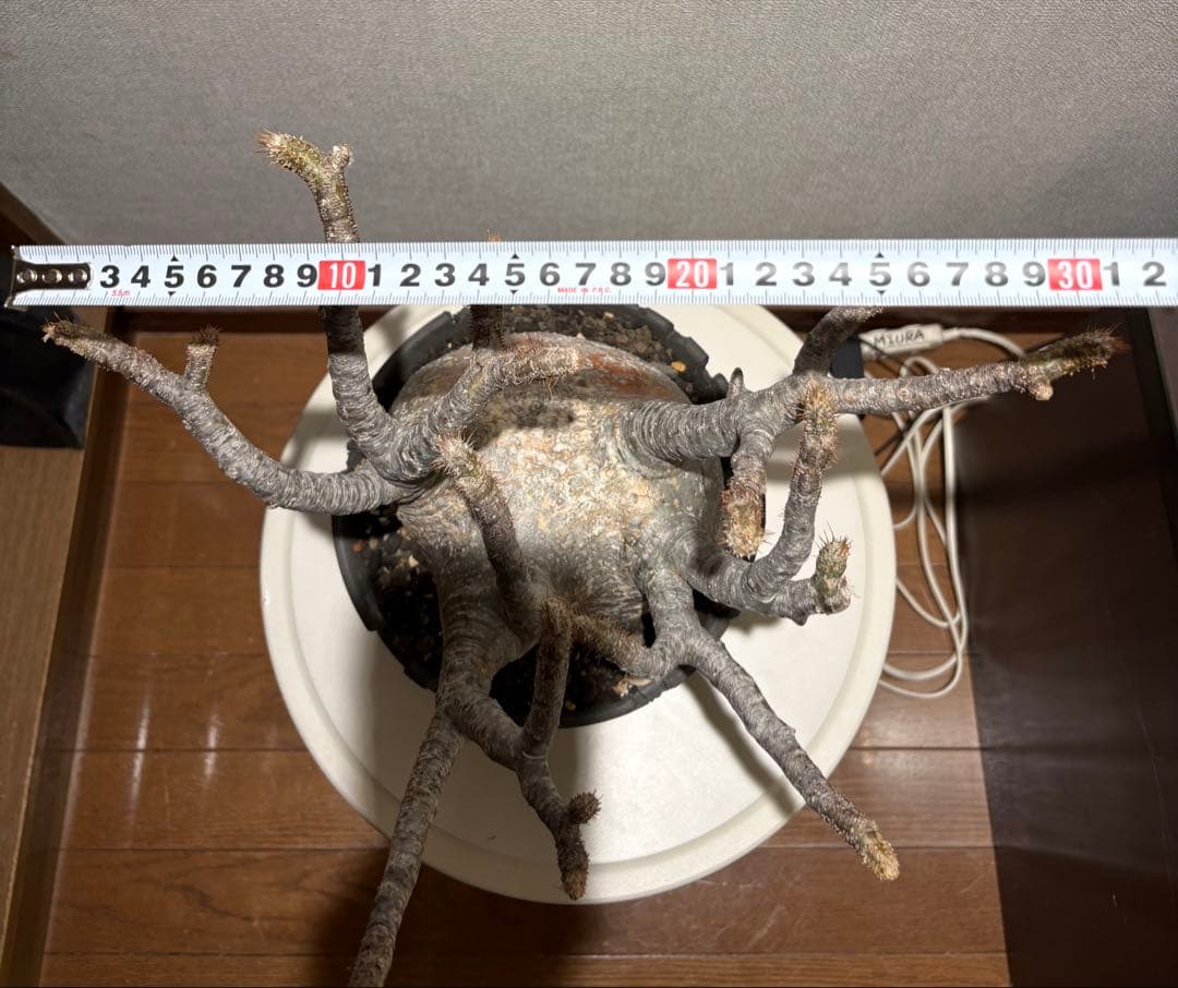 パキポディウム　グラキリス現地株　美株 ワイルドヘブン鉢植え込み