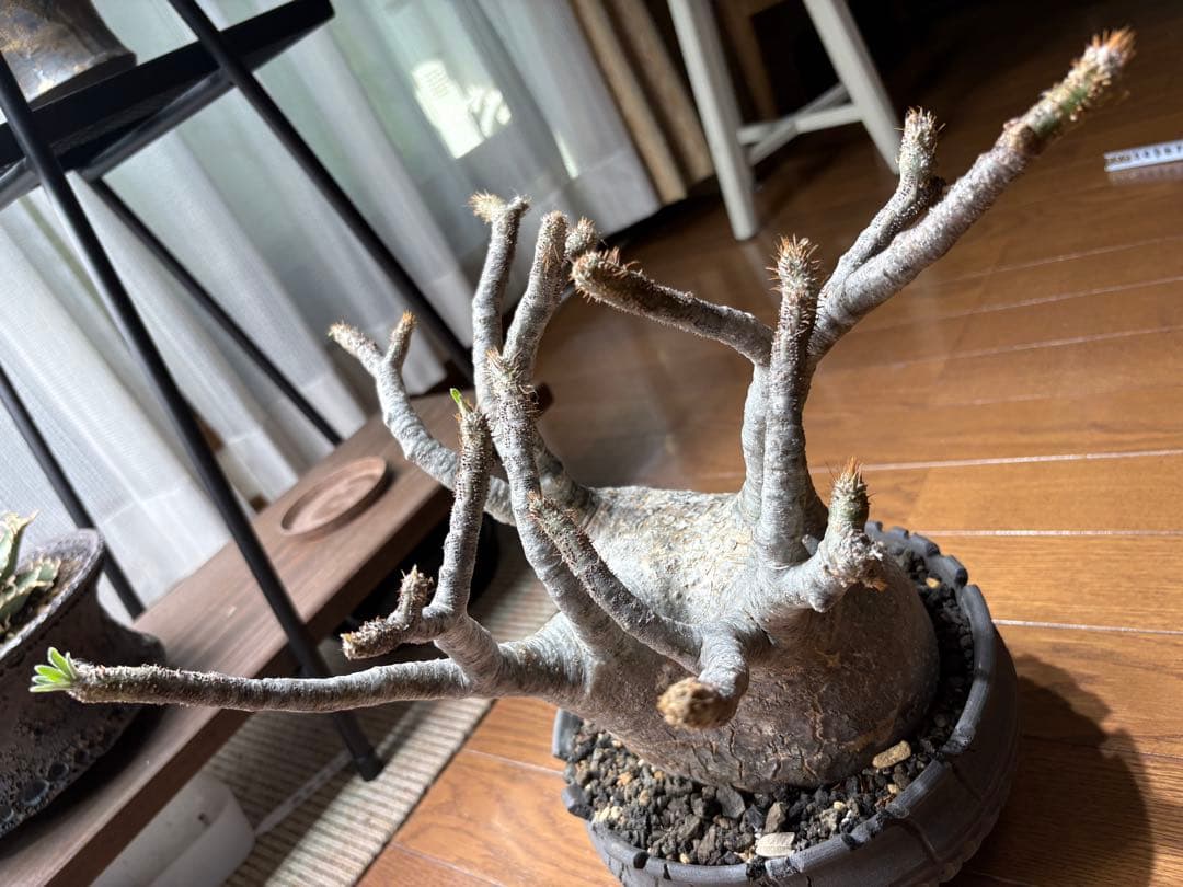 パキポディウム　グラキリス現地株　美株 ワイルドヘブン鉢植え込み