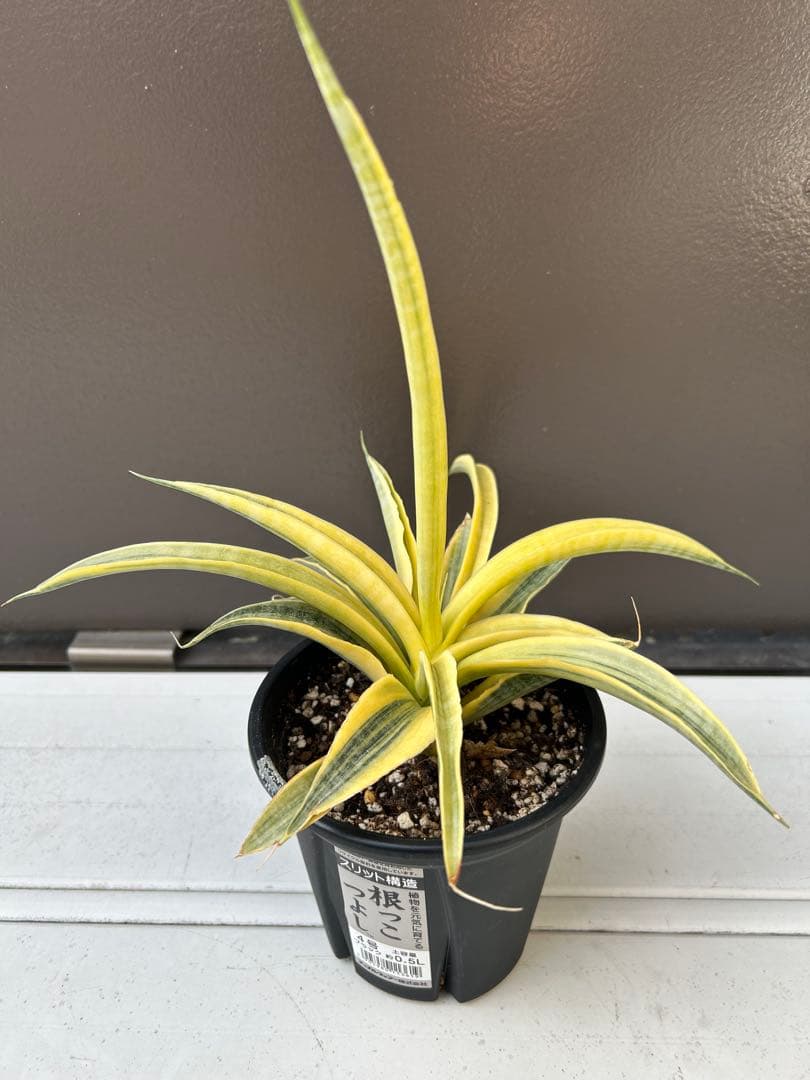 サンセベリア　サイアム　ゴールド　4号鉢