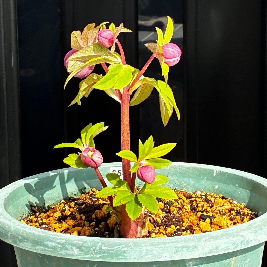 A*️様 3587☘️蕾花付き☘️極上☘️7号☘️⭐️SD⭐️ピンクオーレア⭐️