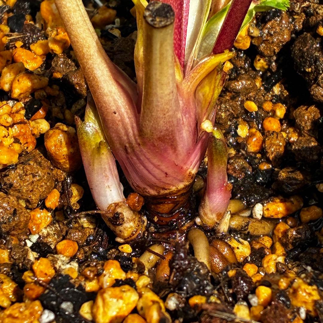 A*️様 3587☘️蕾花付き☘️極上☘️7号☘️⭐️SD⭐️ピンクオーレア⭐️