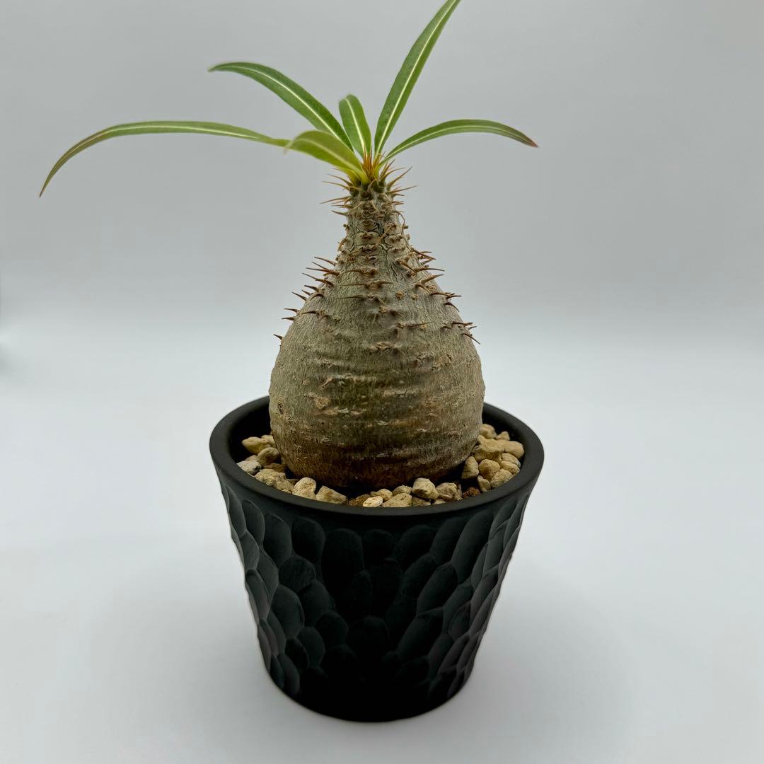 パキポディウム グラキリス 現地球 スライム型 チビグラ ミニグラTOKY 鉢