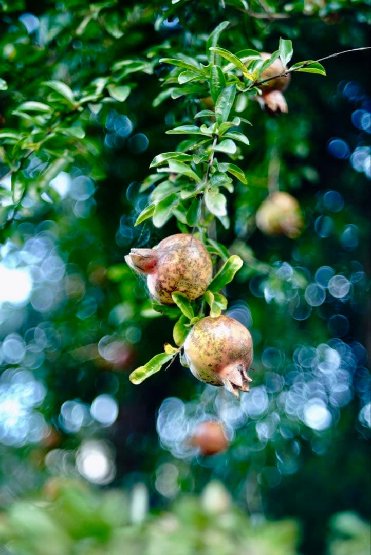 Elmar 9cm f4 エルマー 90mm Leica SONYα7