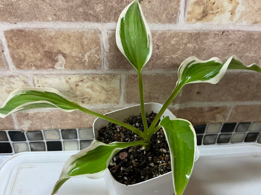 どんどん増える♪ 姫ホスタ　(小型ホスタ) 1苗　斑入り