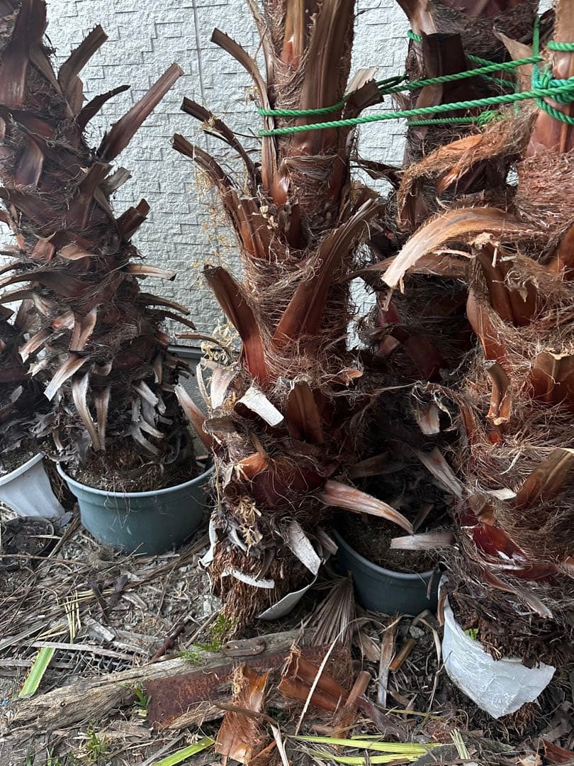 ワシントンヤシ 約6メートル