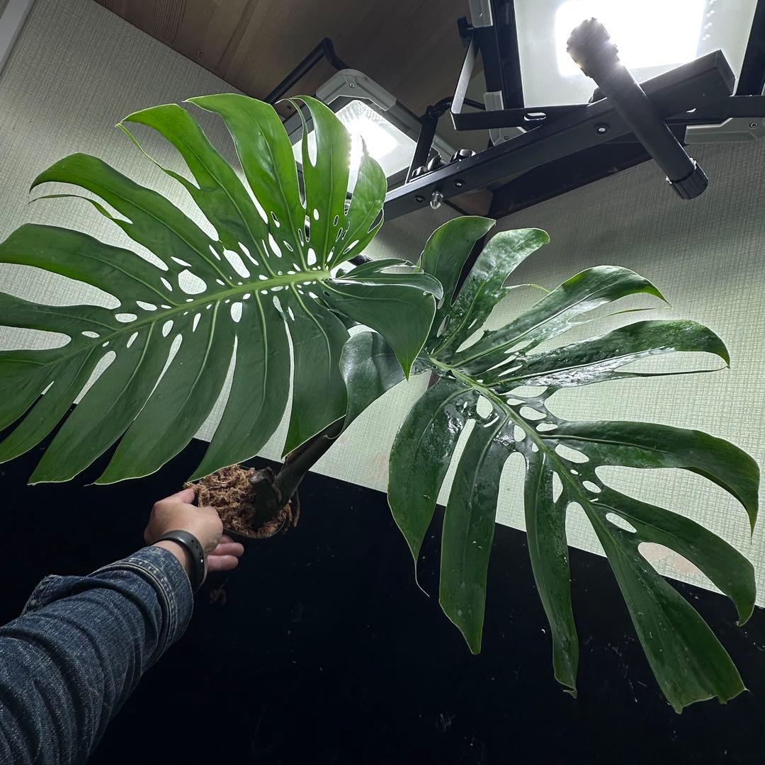 P*Y様 モンステラデリシオーサマクロコズム超希少系統鉢植え