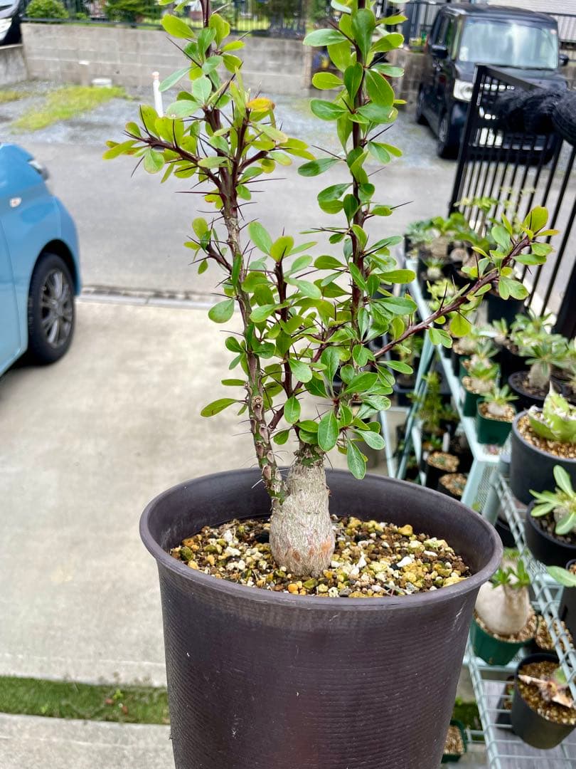 フォークイエリア　ファシクラータ　実生　良形　　　送料込み