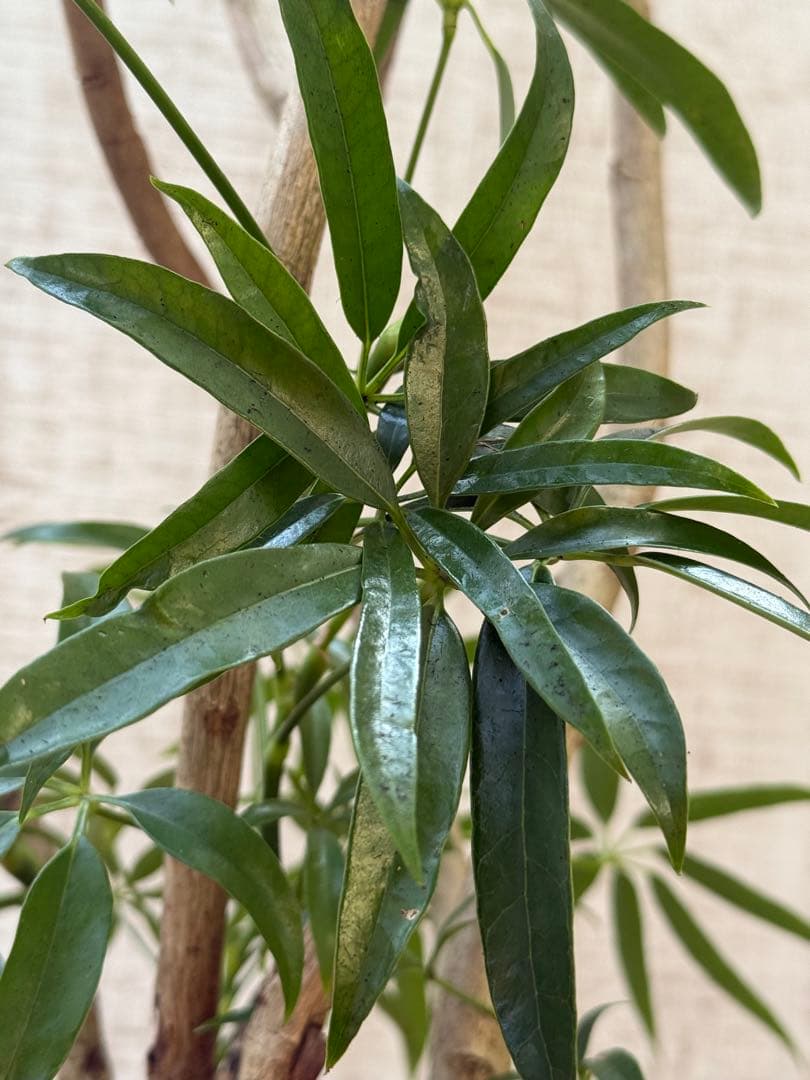 ☆ シェフレラ アンガスティフォリア♪105cm 8号size 曲がり仕立て♪