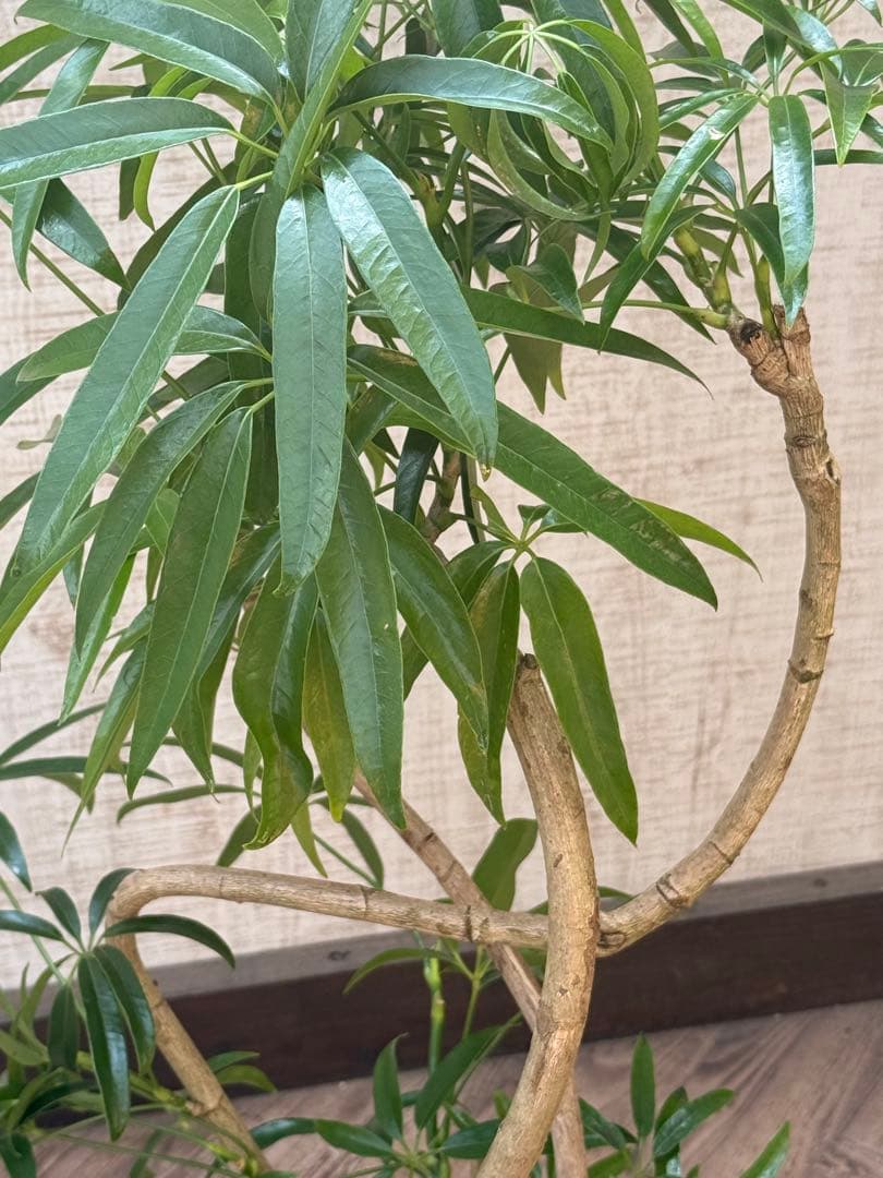 ☆ シェフレラ アンガスティフォリア♪105cm 8号size 曲がり仕立て♪