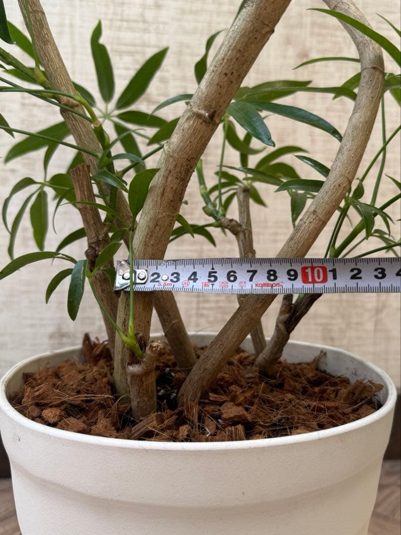 ☆ シェフレラ アンガスティフォリア♪105cm 8号size 曲がり仕立て♪