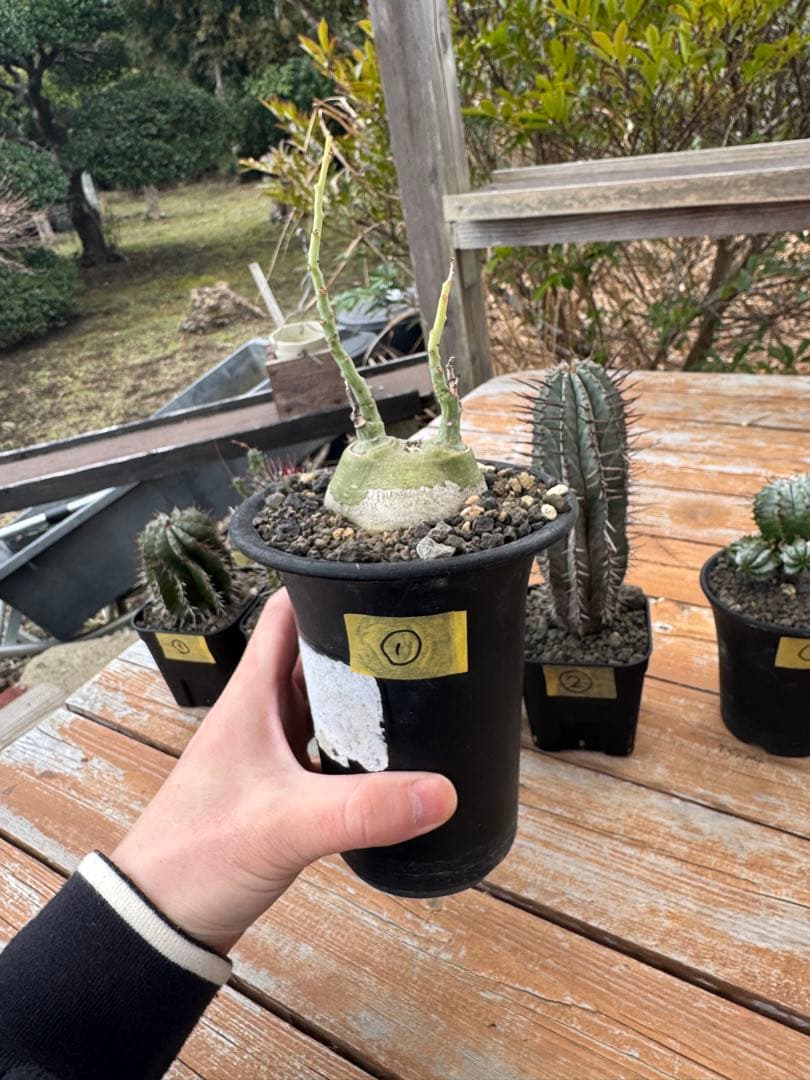 アデニア　グラウカ　①