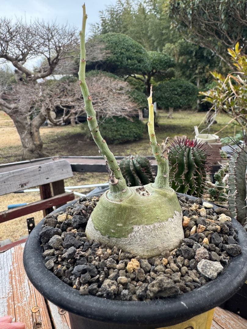 アデニア　グラウカ　①