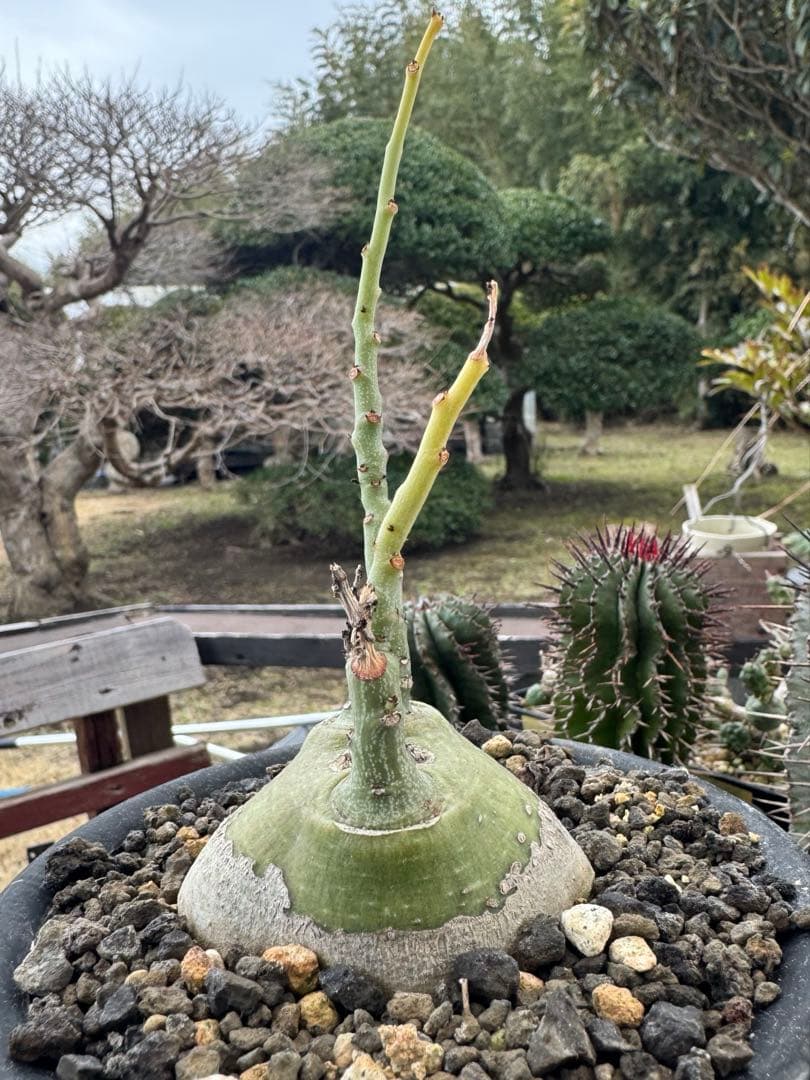 アデニア　グラウカ　①