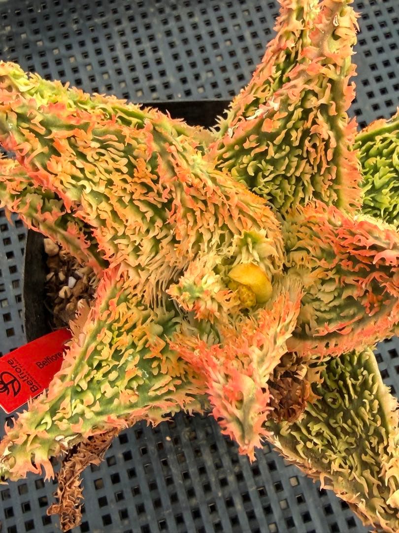 アロエ　ハイブリッド　　Aloe hyb子株　第四種　DeBe