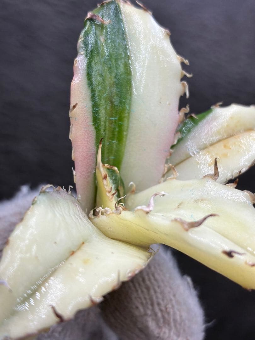 ガ*N様 カベ チタノタ「白鯨錦」中斑入り 珍しいカラー 鮮やかなピンク