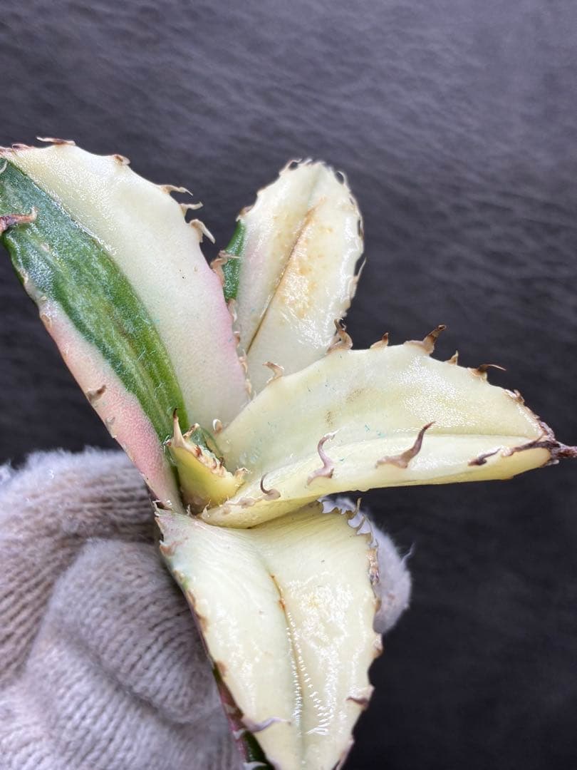 ガ*N様 カベ チタノタ「白鯨錦」中斑入り 珍しいカラー 鮮やかなピンク