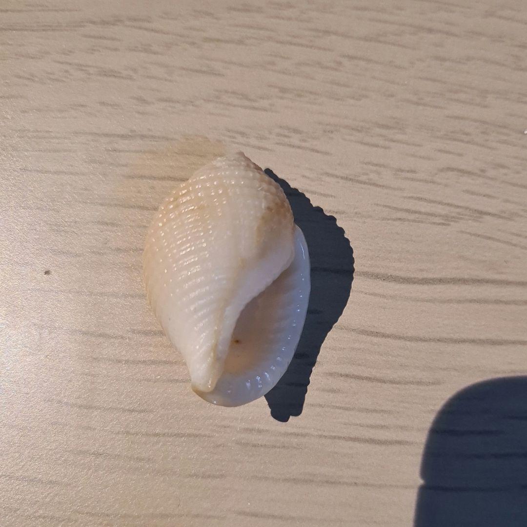 貝殻 Oocorys Lussii