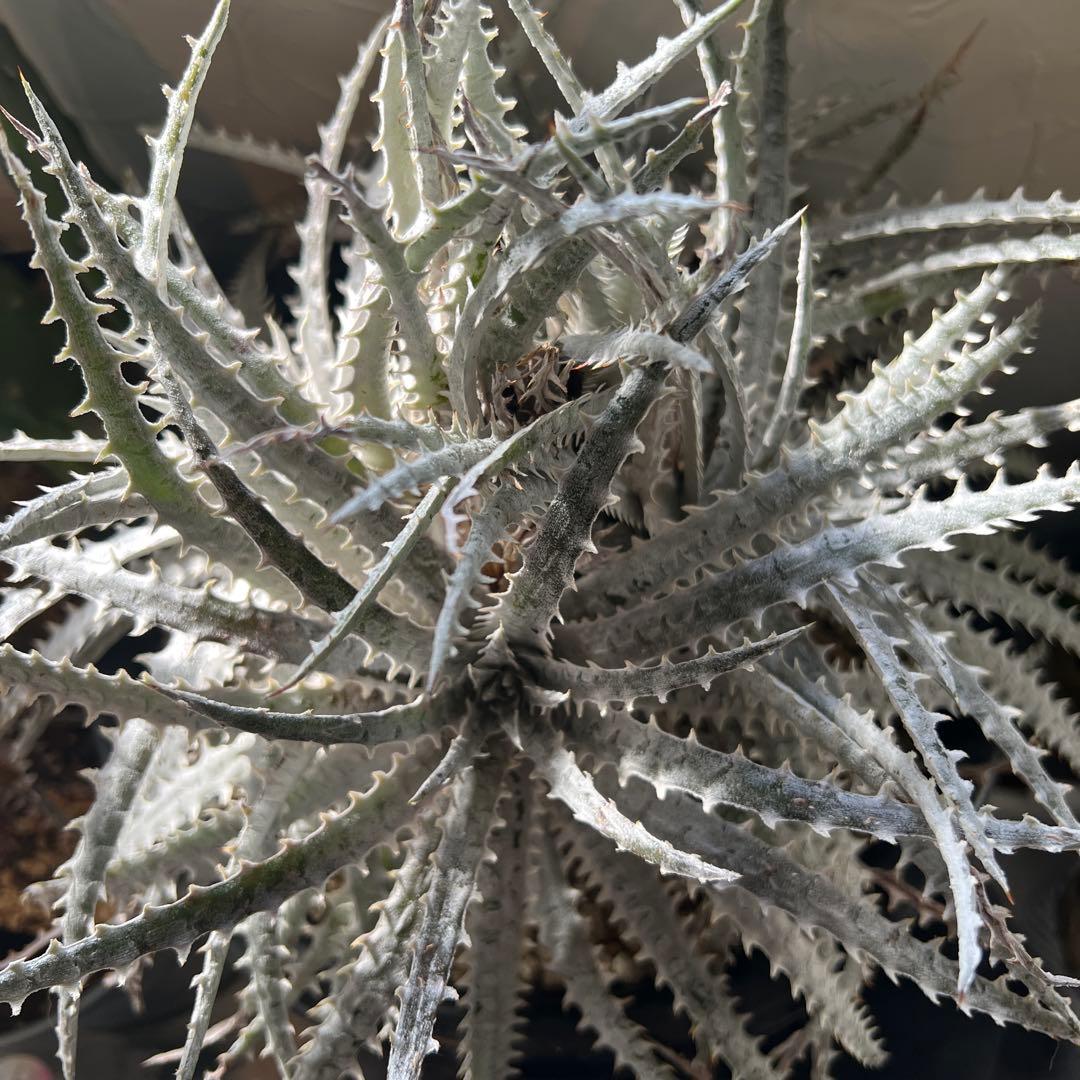 ディッキア　シルバークウィーン　アリゾナ4頭