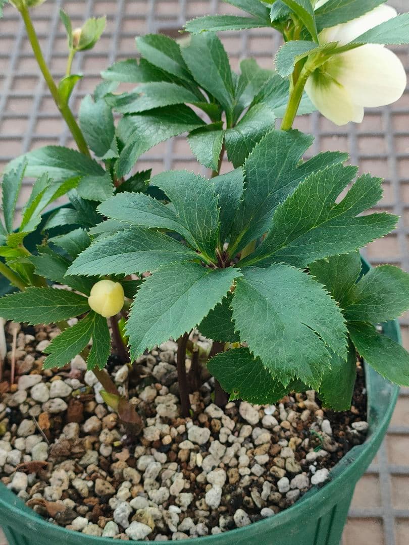 クリスマスローズ　充実株