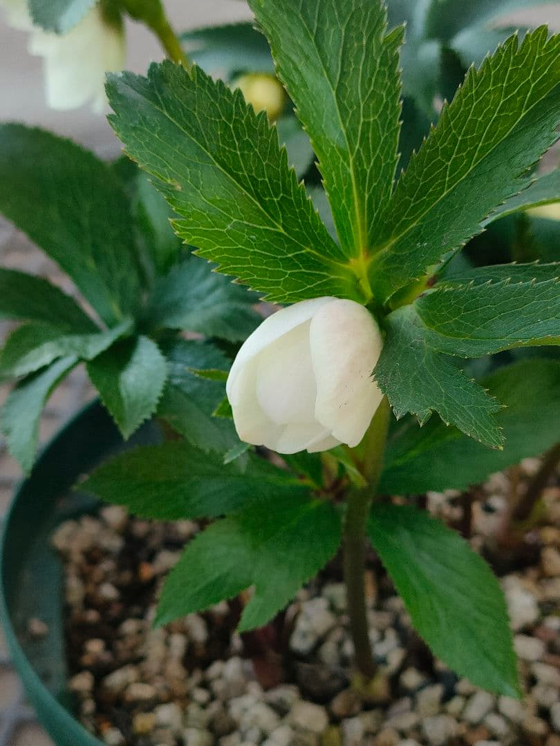 クリスマスローズ　充実株