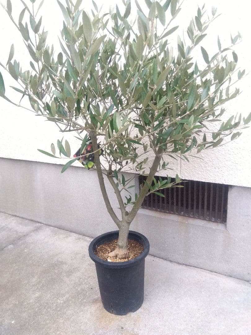 オリーブ　創樹　souju　ミッション　7号鉢つき 幹太❗　④