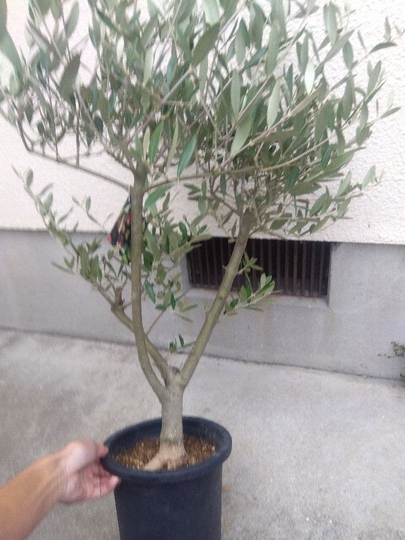 オリーブ　創樹　souju　ミッション　7号鉢つき 幹太❗　④