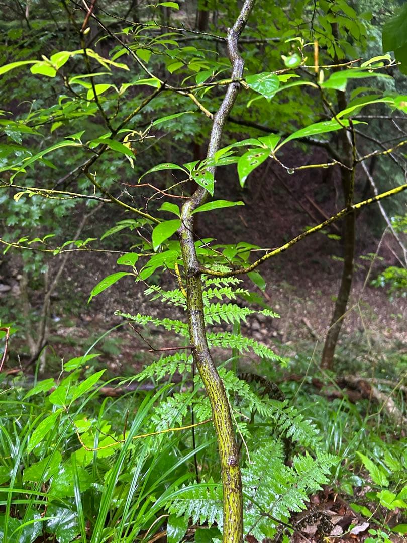 天然クロモジ　約250cm