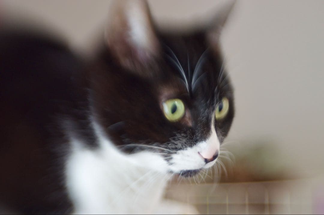 Lensbaby Muse 単焦点レンズ