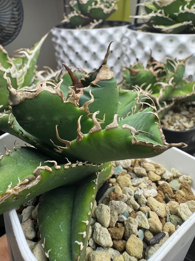 アガベ　【悪魔くんOC】中株　子株付き　検）シチリア　オテロイ　スーパーチタノタ