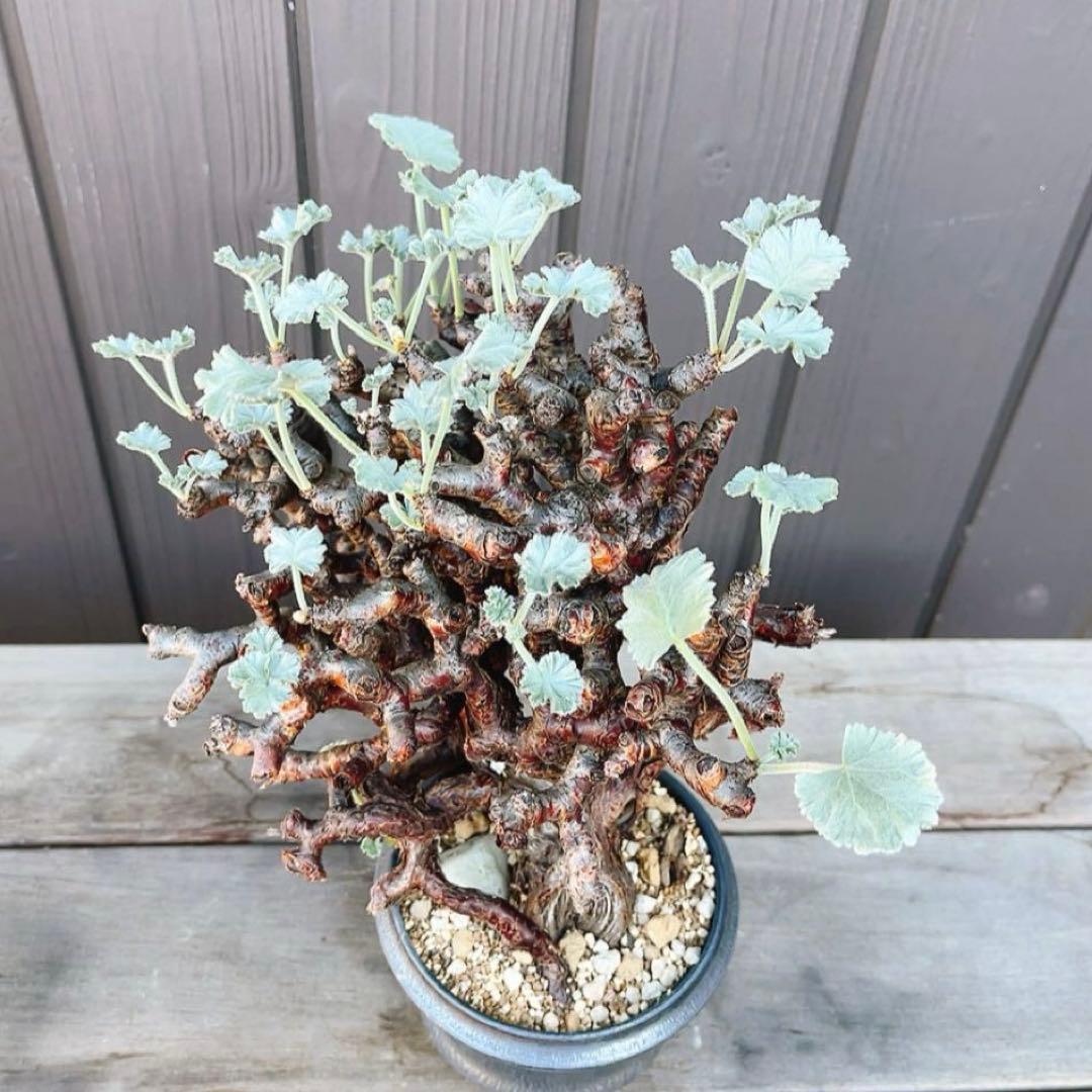 《期間限定販売❗️》『ペラルゴニウム　ミラビレ』　極美大株　現地球　発根済