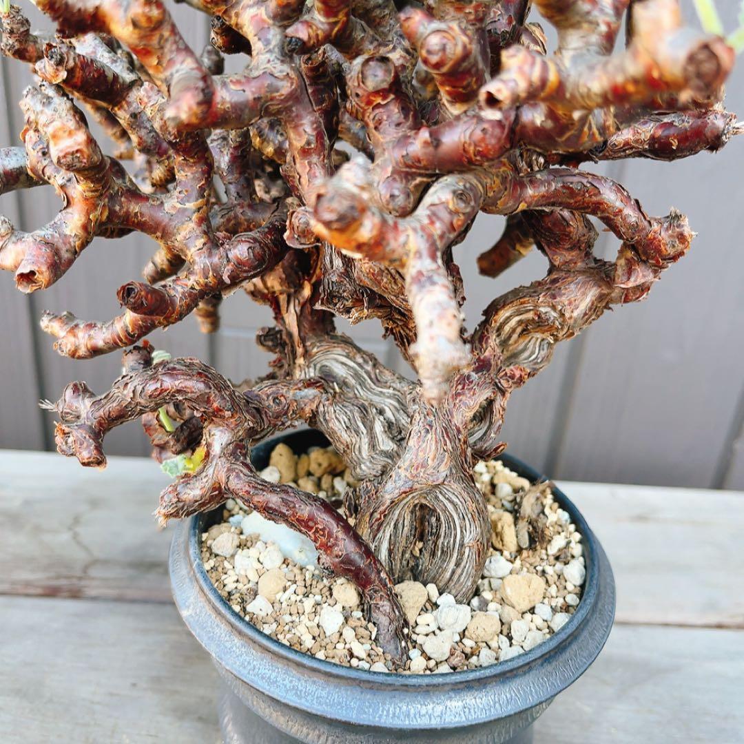 《期間限定販売❗️》『ペラルゴニウム　ミラビレ』　極美大株　現地球　発根済