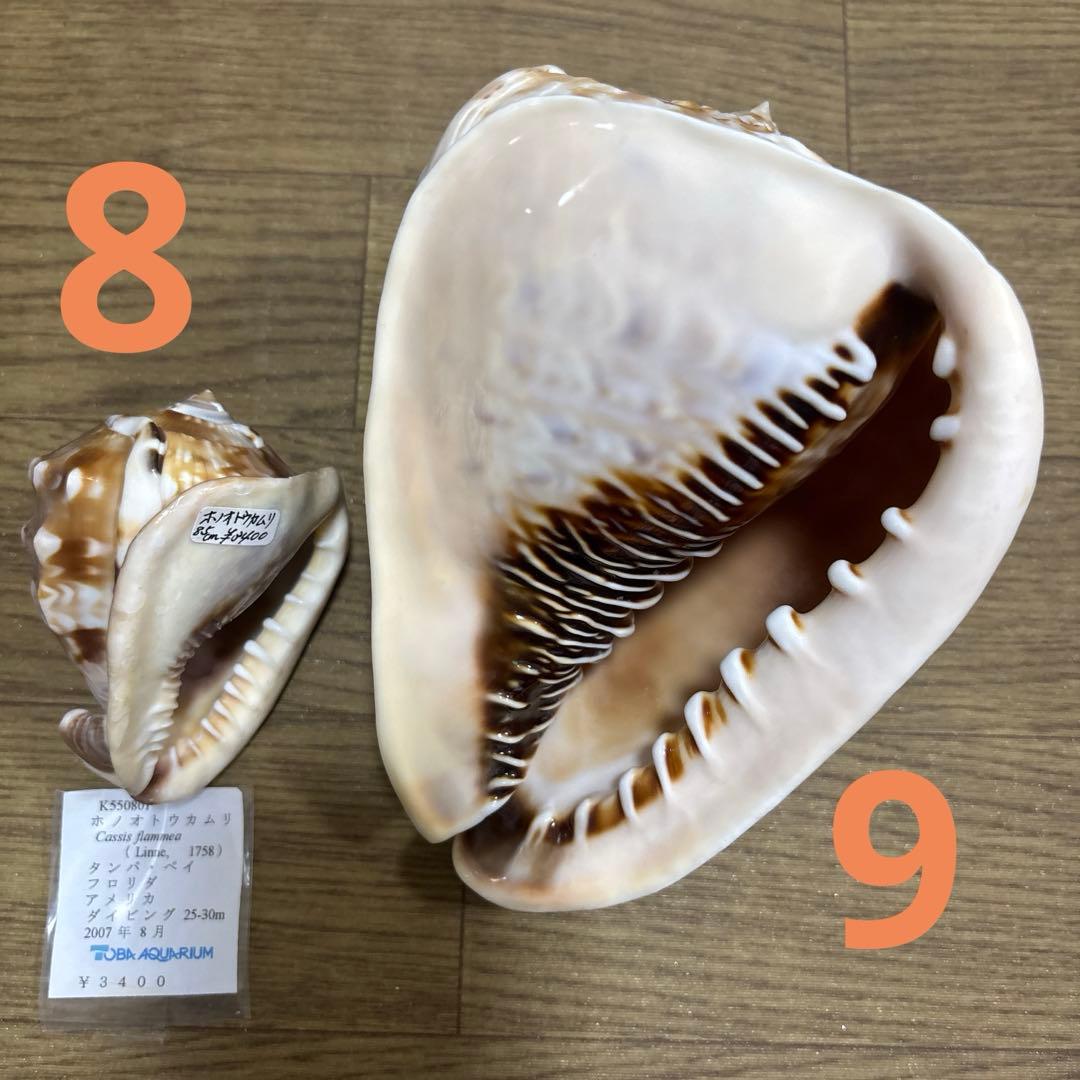 Meyo 7175　　貝殻10点