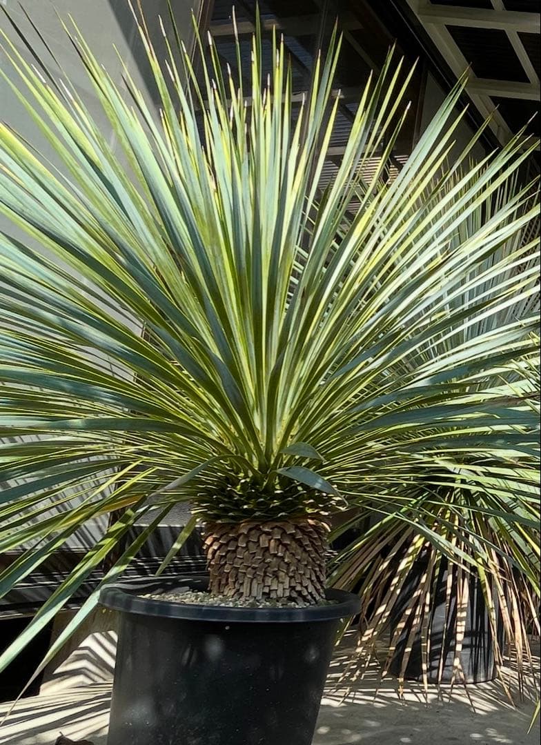 ユッカ　ロストラータ　　お任せ株