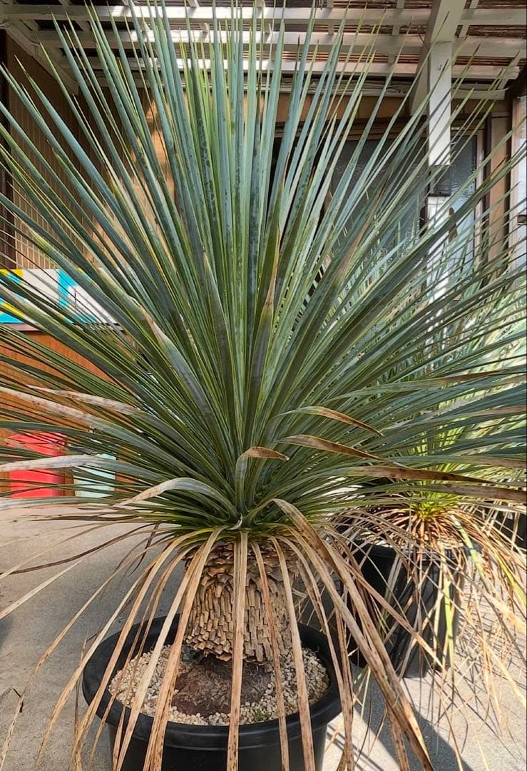 ユッカ　ロストラータ　　お任せ株