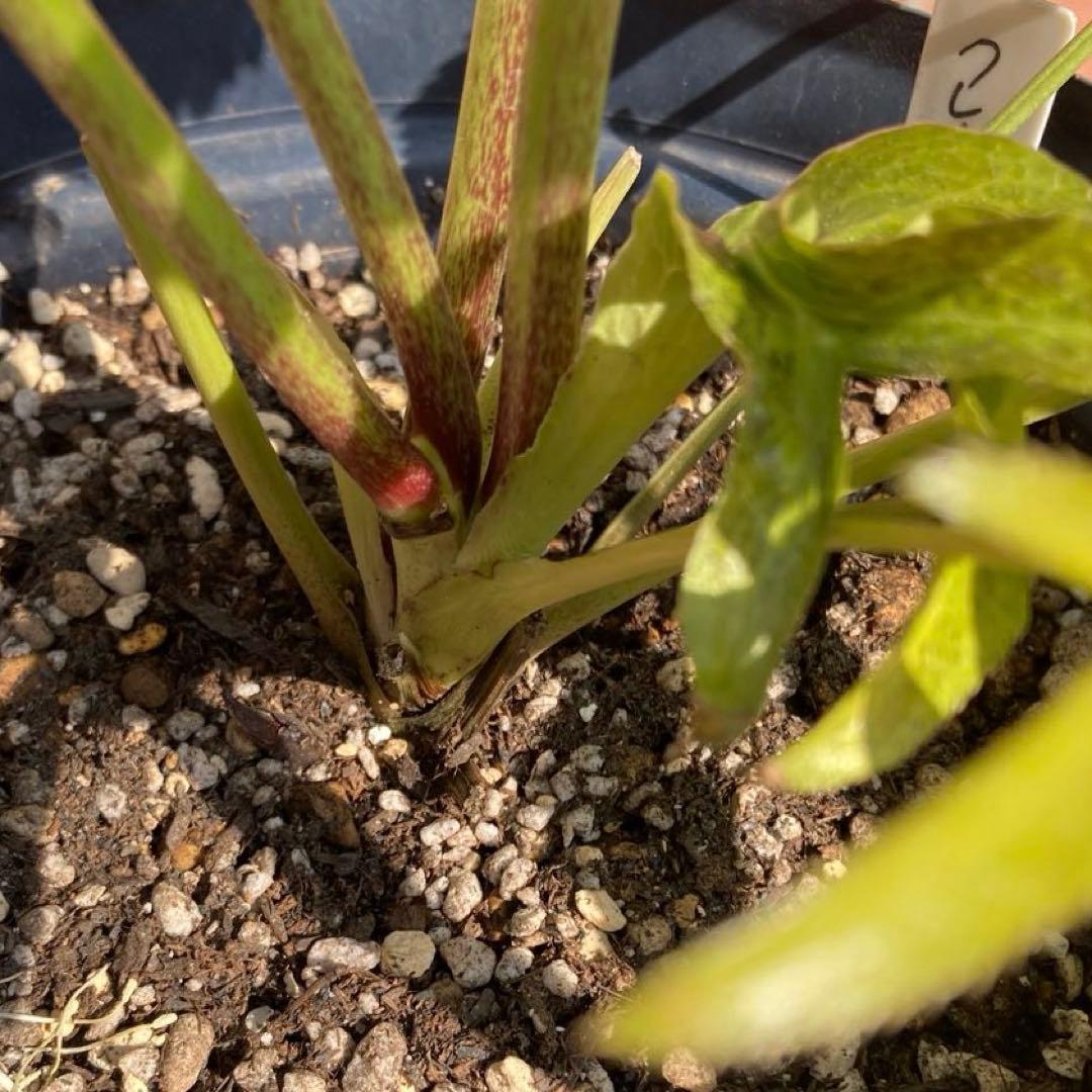 クリスマスローズ開花株 広瀬園芸鮮やかなレッドクレオパトラ系