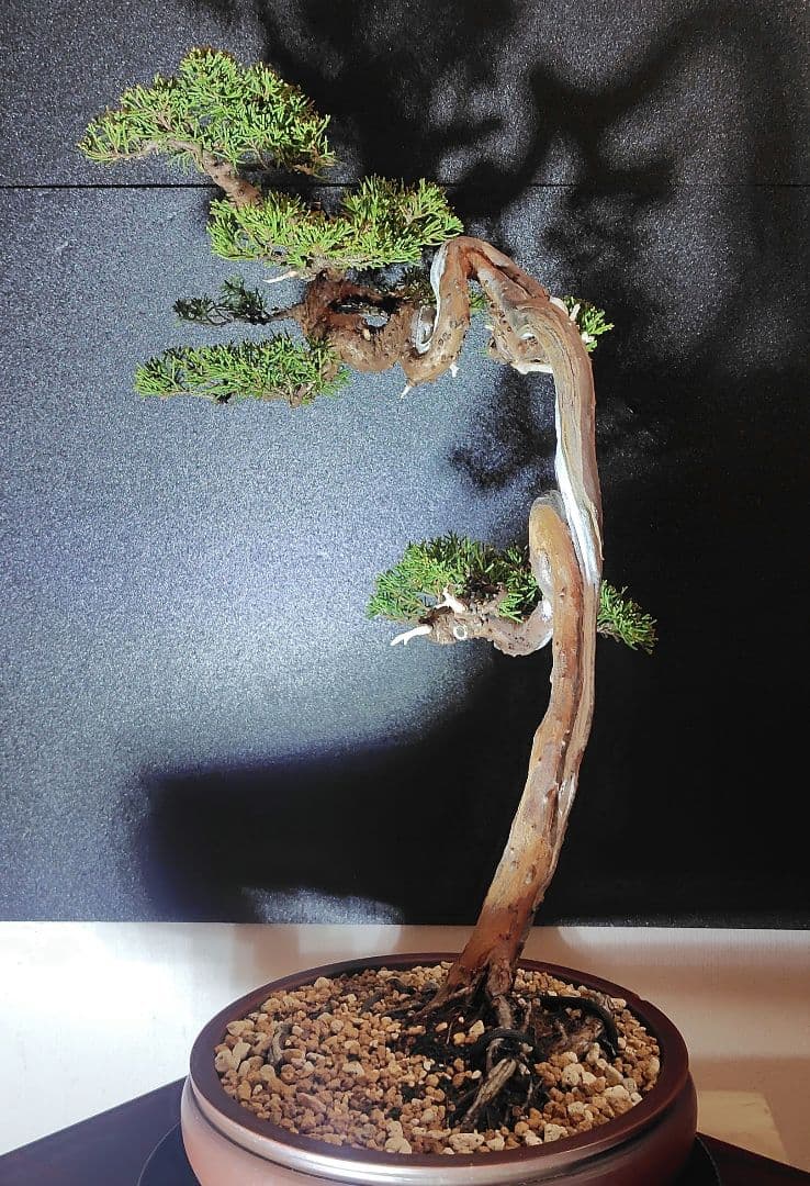 真柏盆栽！