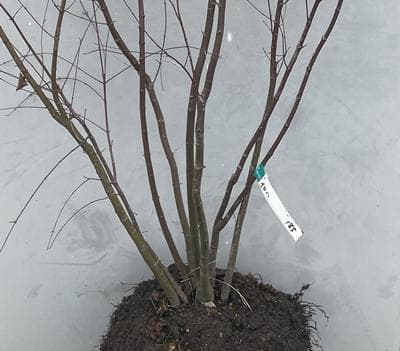 《現品》イロハモミジ　株立ち　樹高1.5ｍ（根鉢含まず）185【紅葉/苗木/植木