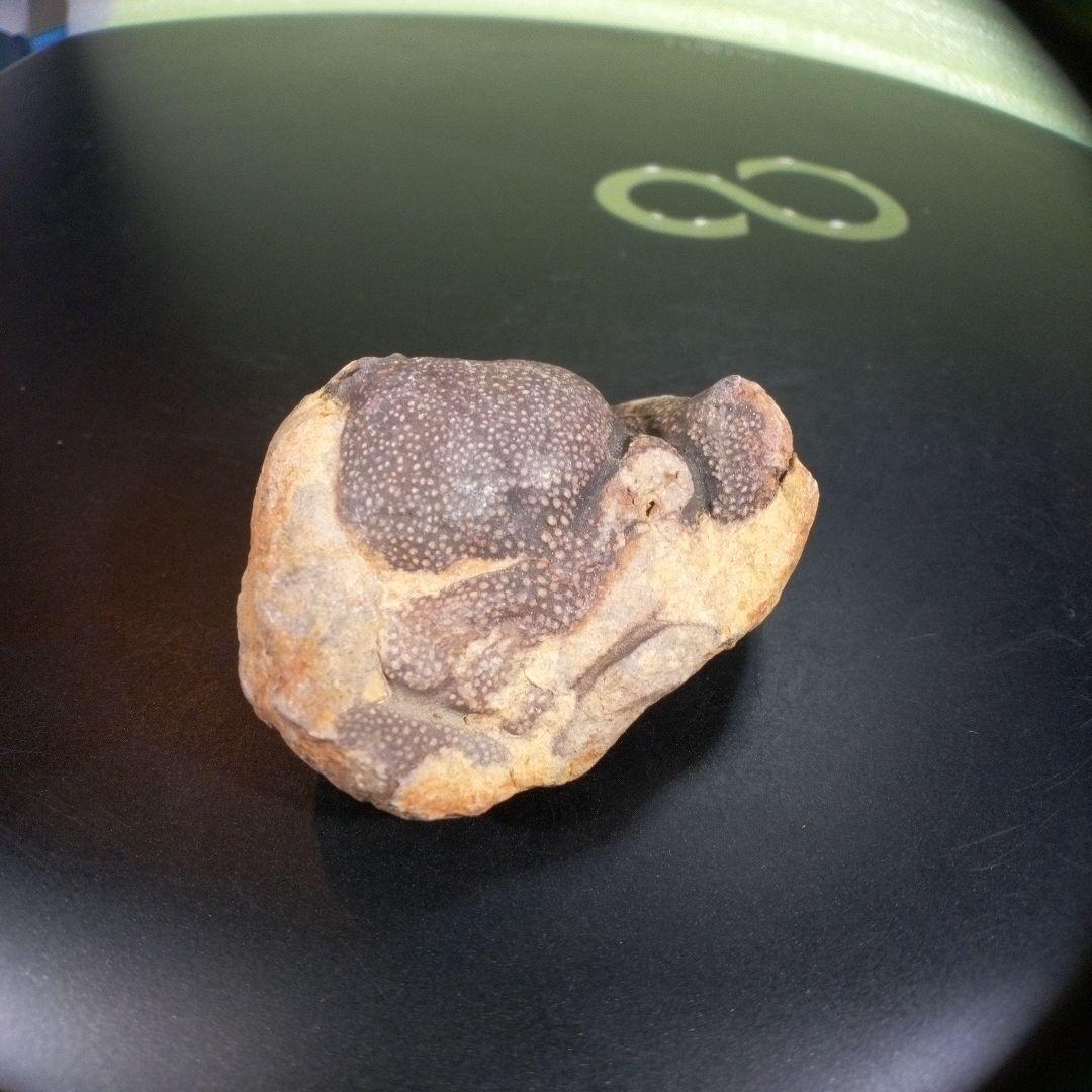 三葉虫　化石　fossil　ボリビア産　trilobite　ボリビア三葉虫郡⑧
